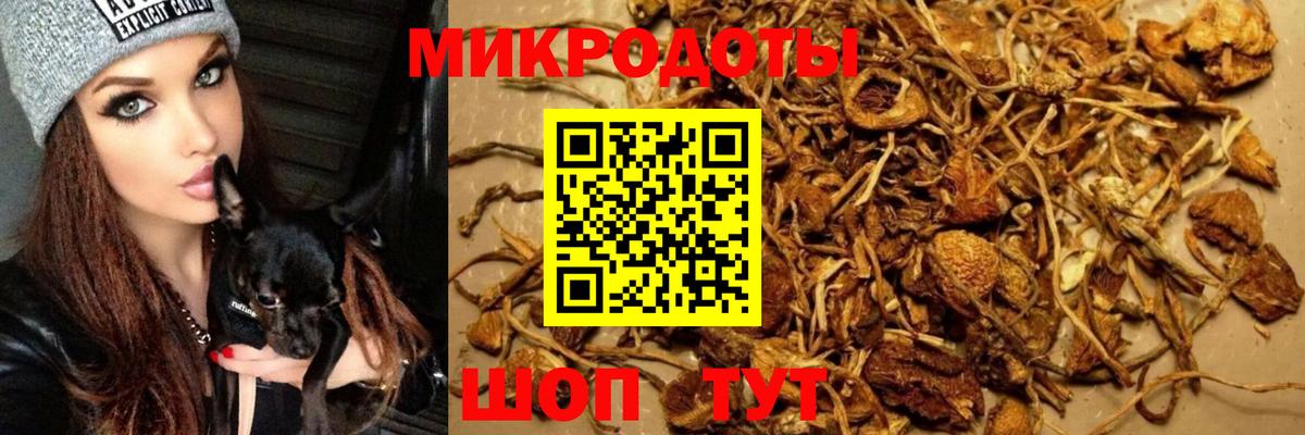 Галлюциногенные грибы Psilocybe Выкса